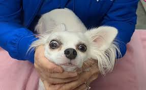 Image result for Oculovestibular Testing