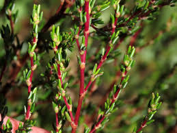 Image result for Cliffortia