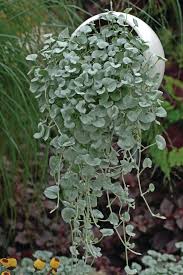 Others are covered with fine hairs. Silver Falls