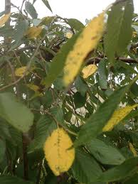Maybe you would like to learn more about one of these? Weeping Cherry Tree Leaves