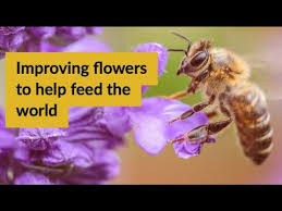 Check spelling or type a new query. Improving Flowers To Help Feed The World Youtube