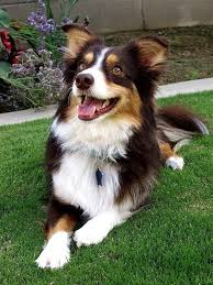 Australian Shepherd Corgi Mix Black And White Pin By Lacie Phinney On Don T Shop Adopt Corgi Aussie Mix Hybrid Dogs Australian Shepherd