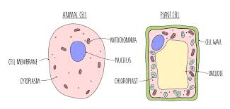Check spelling or type a new query. Cell Structure A Level The Science Hive