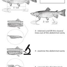 These movements enable food to progress along the digestive tract while, at the. Schematic Flowchart Of The Digestive Tract Preparation Continues In Download Scientific Diagram