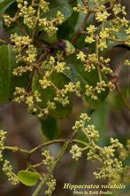 Image result for Hippocratea volkensii