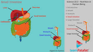 (a) draw a labelled diagram of the human digestive system. Human Digestive System Class 10 Youtube