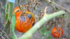 Phytophthora Infestans ile ilgili gÃ¶rsel sonucu