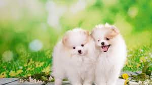 If you just would like to learn more about any of the breeders, click on their name and you will be directed to a breeder profile which features contact. Pomsky Puppies For Sale Greenfield Puppies