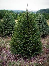 15 year old norway spruce 35 ft tall. Norway Spruce Norway Spruce Tree Norway Spruce Spruce Trees