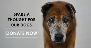 Pets that have been brought into the center will be listed by the date of intake. Oasis Second Chance Animal Shelter