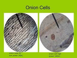 Microscopy and the interpretation of cell structures. Comparing Animal And Plant Cell Microscope Lab Ppt Video Online Download