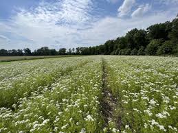 Image result for Mesanthemum pilosum