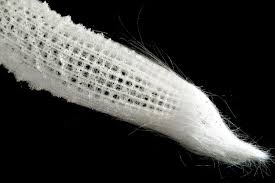 Glass Skeleton Is Tough Yet Flexible Venus S Flower Basket Asknature