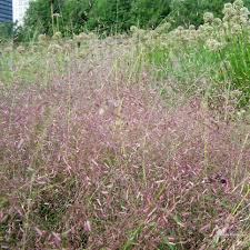 Image result for Eragrostis macrochlamys