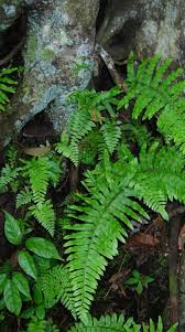 Image result for Microlepia