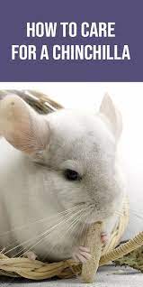 How To Care For A Chinchilla Chinchilla Care I M Chinchillin Chinchilla Pet Chinchilla Care Chinchilla