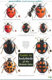 id chart ladybirds