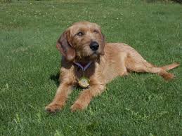 Image result for štýrský brakýř