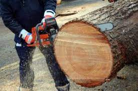 Our Company Offers A1 Tree Service Tree Removal Tree Service Stump Removal