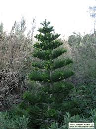 Free delivery and returns on ebay plus items for plus members. Araucaria Heterophylla Norfolk Island Pine Maltawildplants Com The Online Flora Of The Maltese Islands
