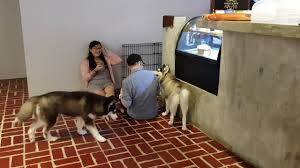 Animal cafes are popping up in major cities all over the world, to the delight of travelers looking to get their fix of caffeine and cuteness. Huskiss Cafe In Kuala Lumpur Youtube