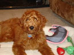 Other irish wolfhound breed names: Irish Doodle Irish Setter Poodle Mix Facts Temperament Training Diet Puppies Pictures