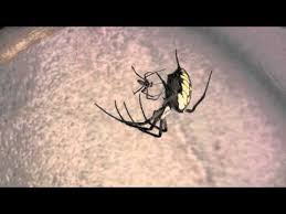 What does a male garden spider look like. Garden Spiders Mating Youtube