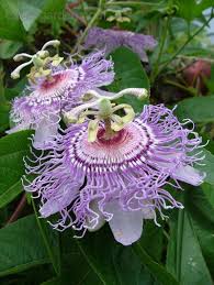These Come Back For Us Yearly Supposed To Be Only Zone 6 Hardy So Perhaps They Are Reseeding But W Unusual Flowers Purple Passion Flower Beautiful Flowers