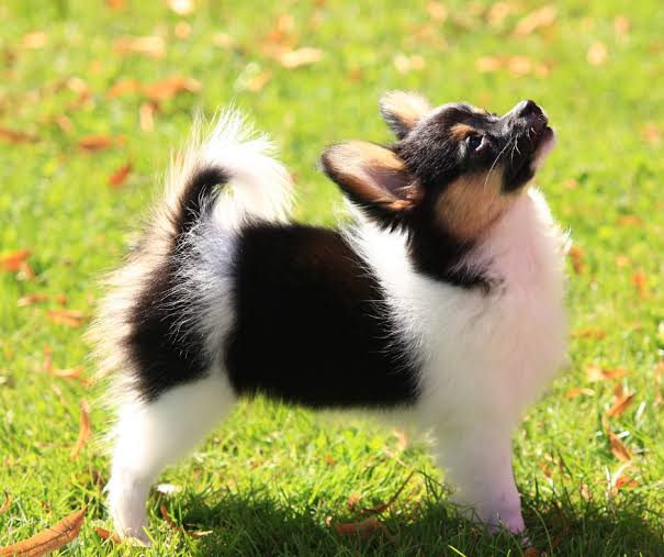 Papillon - Animal Care Center