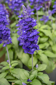 Image result for Salvia farinacea