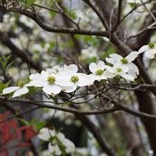 White flowering dogwood is a medium growing flowering tree. White Flowering Dogwood Green Acres Nursery Supply