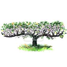 Feb 16, 2017 · some fruit trees grow great from rooted cuttings and will fruit as soon as they have enough roots to support fruit production. Espalier Apple Tree Isolated Decorative Fruit Trees Hand Drawn Wandposter Poster Gras Trellis Franzosisch Myloview De
