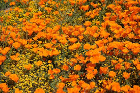 Antelope valley florist offers extraordinary flowers with superior customer service, for 20 years throughout lancaster, california area. Flower Fields In The World Worth Traveling To See Swagger Magazine