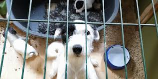 Du und jeder andere hundebesitzer kennen die probleme mit zecken. Hundezucht In Hamburg Tierschutzer Decken Schlimme Zustande Auf Mopo
