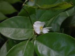 Image result for Baphia massaiensis