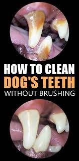 3 Simple Ways To Remove Tartar From Your Dog S Teeth Dog Teeth Cleaning Dog Teeth Teeth Cleaning