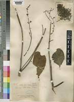 Image result for Quassia undulata