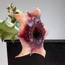 Image result for Huernia longituba