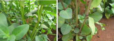 Image result for Justicia tenella