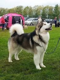 Pin By Mark S Garden On Dogs Alaskan Dog Dogs Alaskan Malamute Puppies