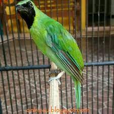 Ciri Ciri Cucak Ijo Kalimantan Dan Cucak Ijo Sumatera On Kicau