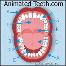 dental quizzes online student activities classroom