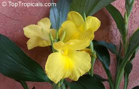 Image result for Siphonochilus parvus
