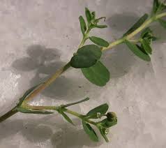 Image result for Euphorbia serpens