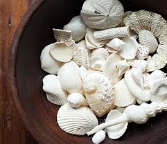 Any ideas of what to do with them? 35 Seashell Collection Display Ideas Coastal Decor Ideas Interior Design Diy Shopping