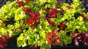 This link is to an external site that may or may not meet accessibility. Easy Homemade Plant Food Propagation Place