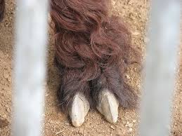The animals have an average lifespan of between 40 and 50 years with an what do camels eat? Alpaca Hoof Hooves Alpaca Paws And Claws