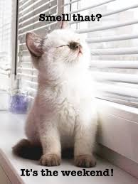 Denby is always up for adventure and a good wrestle; 33 More Awesome Facts About Cats Cute Animals Baby Animals Kittens Cutest