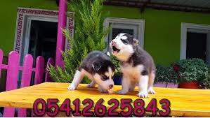 Yavru Sibirya Kurdu Sibirya Kurdu Kursun Husky