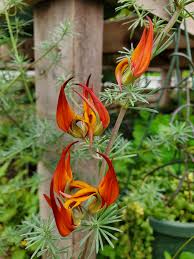 Image result for Lotus berthelotii